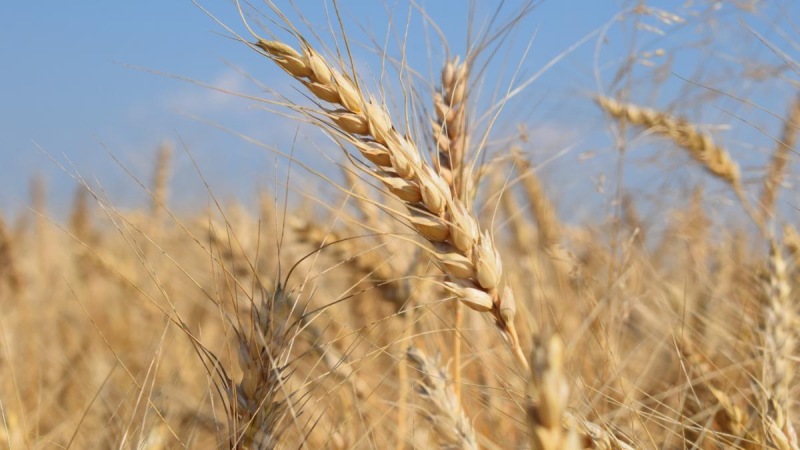 Стоимость отечественного зерна продолжает снижаться