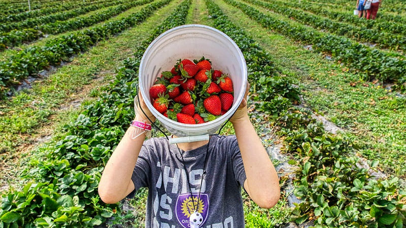 «Трудоустройство в Англии» за деньги — как работает массовая схема обмана